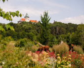 Festival medoviny